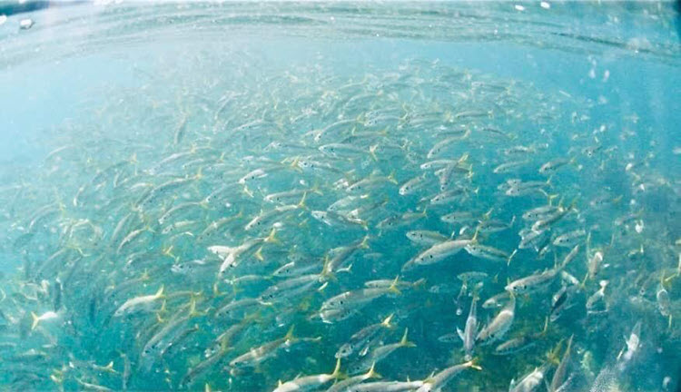 a school of Yellowtail fish